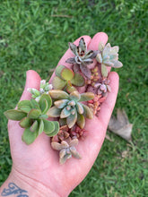 Load image into Gallery viewer, Succulent Cuttings